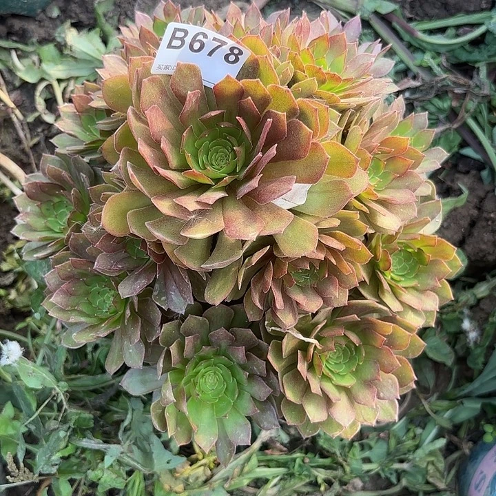 红魔8-21-678偏远不包邮