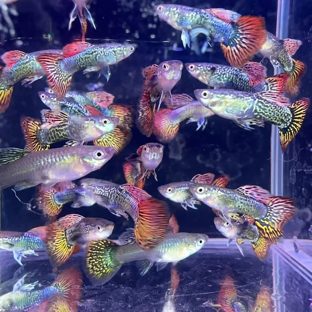 精品七彩蛇王蕾丝