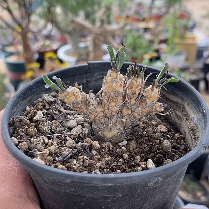134小苏铁一一一一一一一一一