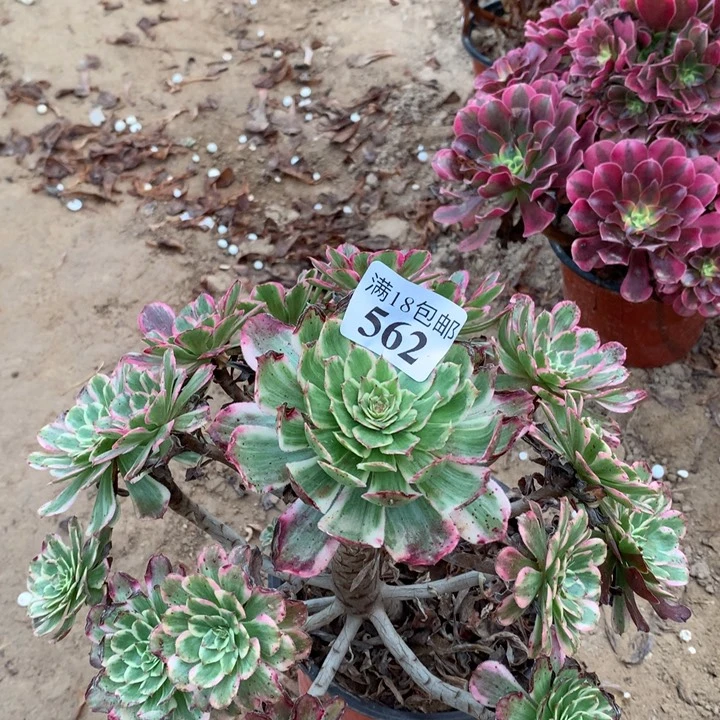 562紫烟大手捧1号棚