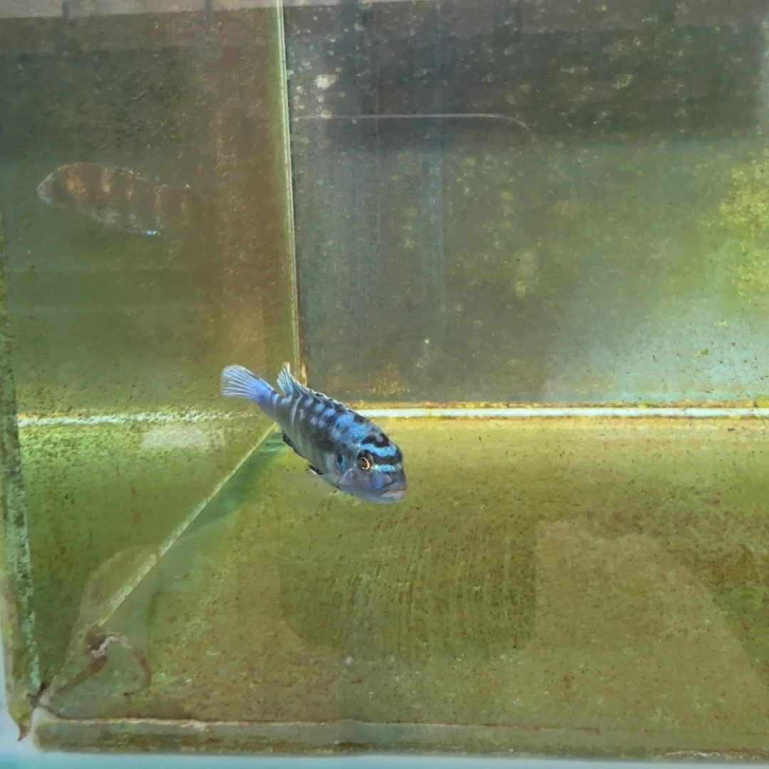 慈鲷535蓝斑马。