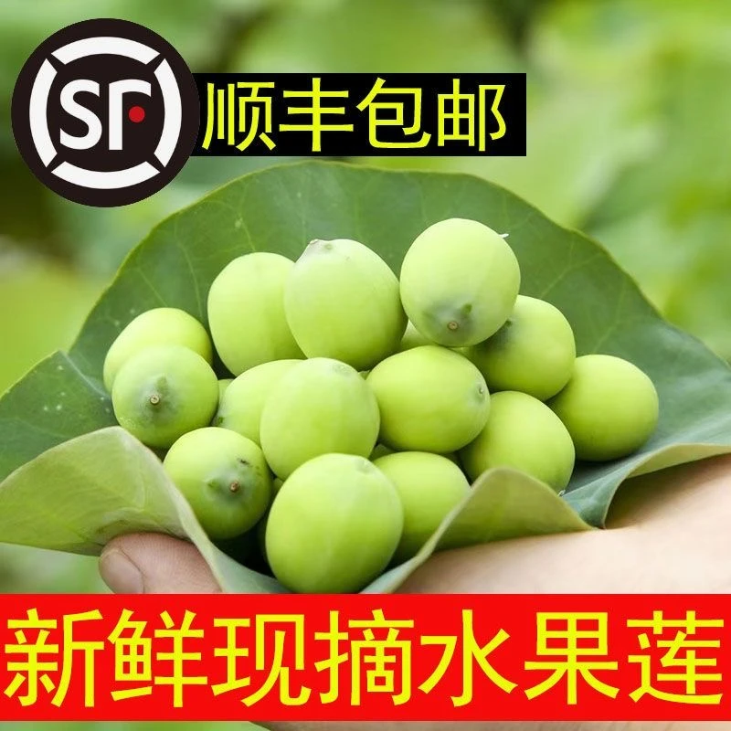 QZ新鲜莲蓬2025现摘生吃嫩莲蓬嫩莲米水果莲蓬