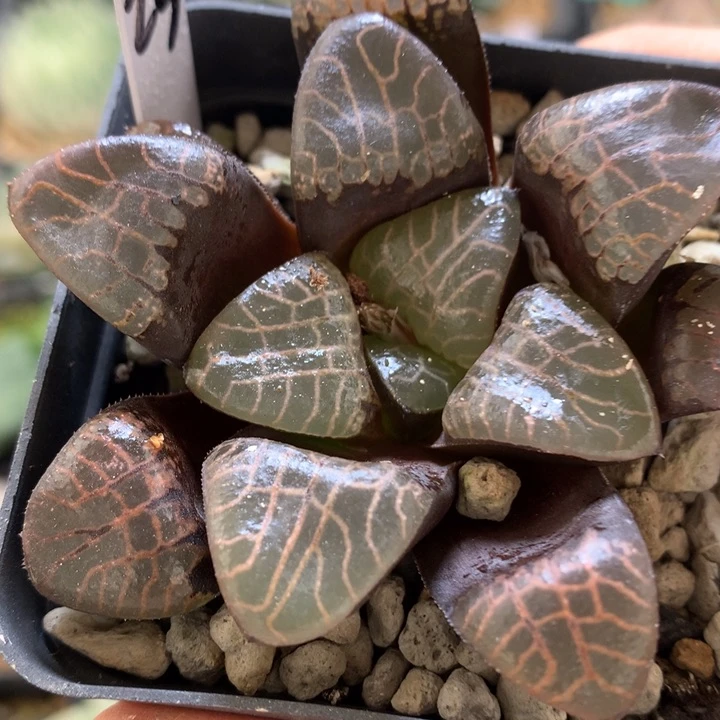 实生克带盆土发货