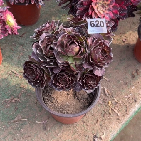 夏**婵620魅金玫瑰多肉，