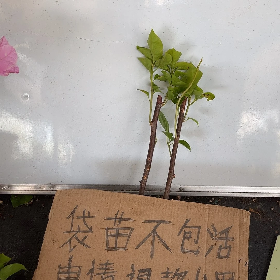 肥***吉无花朵袋苗盲盒两颗