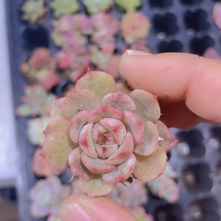 笨巴蒂斯【满10颗包邮】