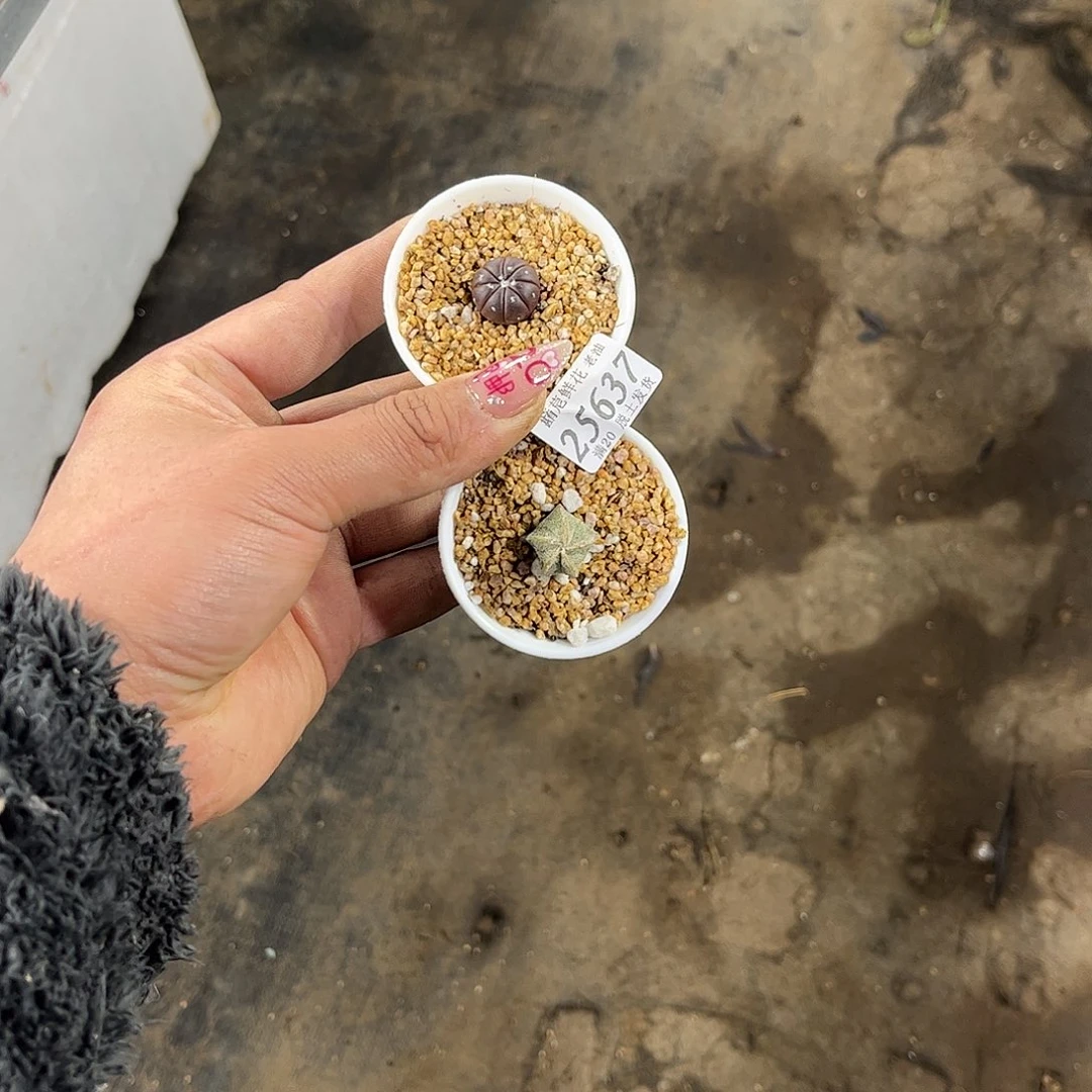 p****y25637一物一拍单头