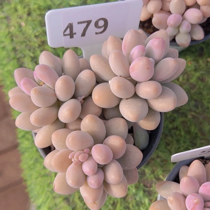 健健康康平平安安