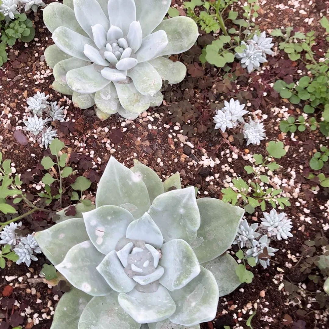 路*6405帕翠啥仙女杯多肉