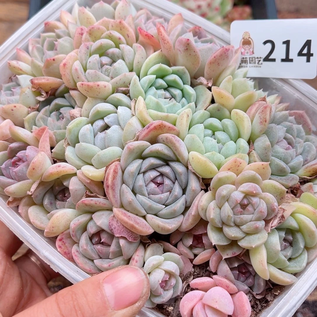 多肉植物多肉植物