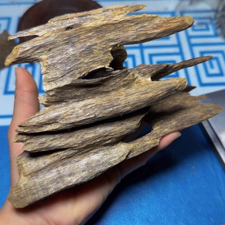 木母奇黄奇树心虫漏100克