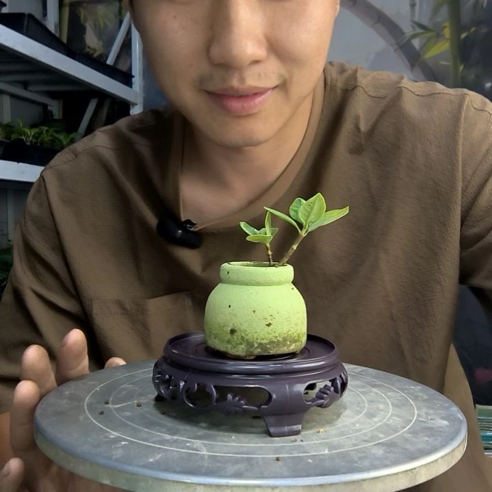 W****寧中青园艺一物一拍125