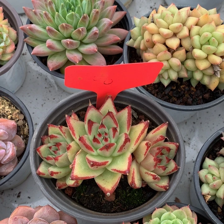 多日子和欧77273737383