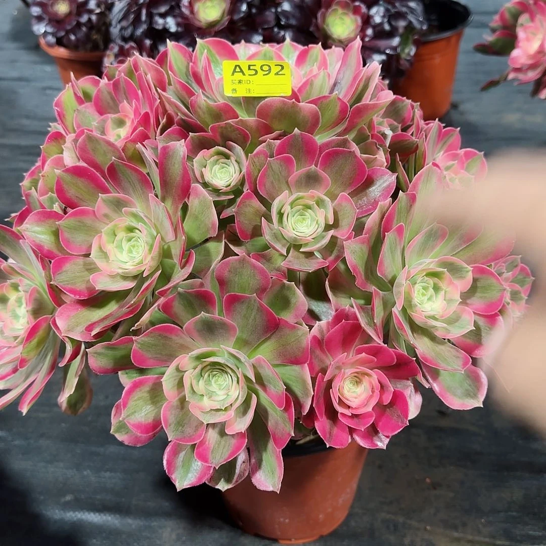 粉女郎法师多肉植物592