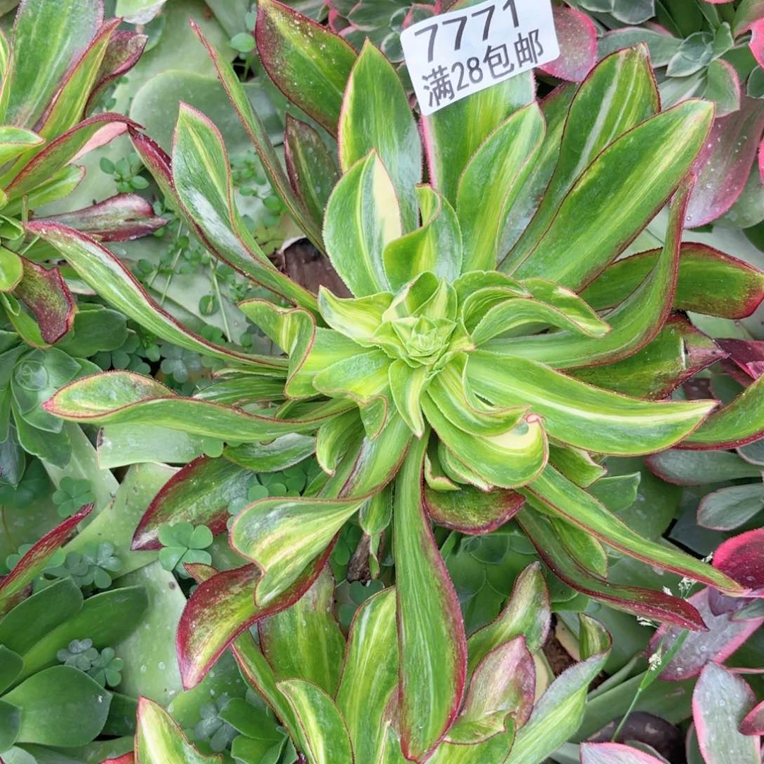 E. 7771魅影中班七彩多肉