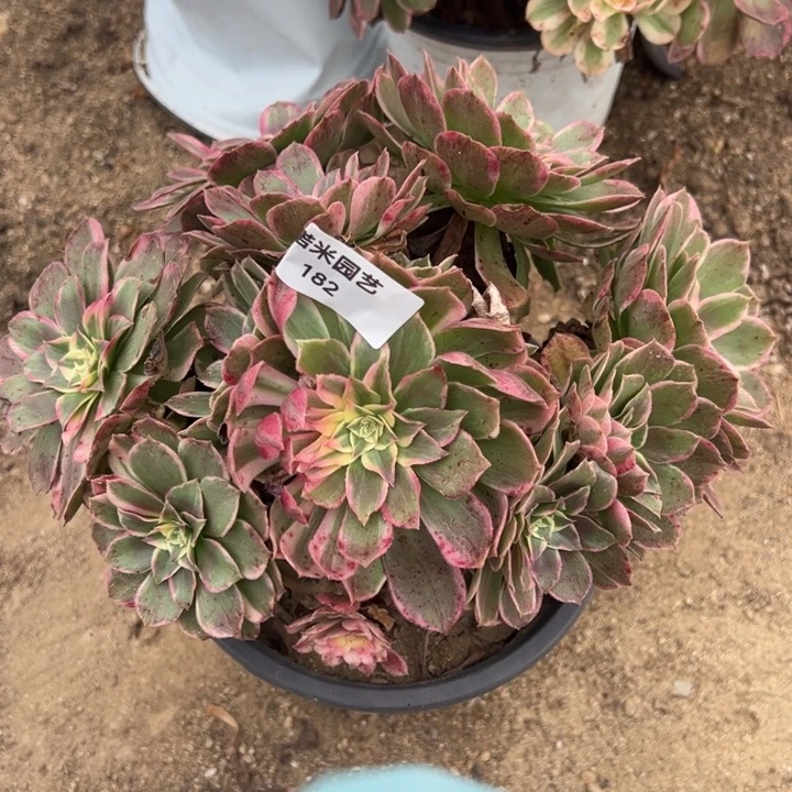 玉芙蓉多肉植物182