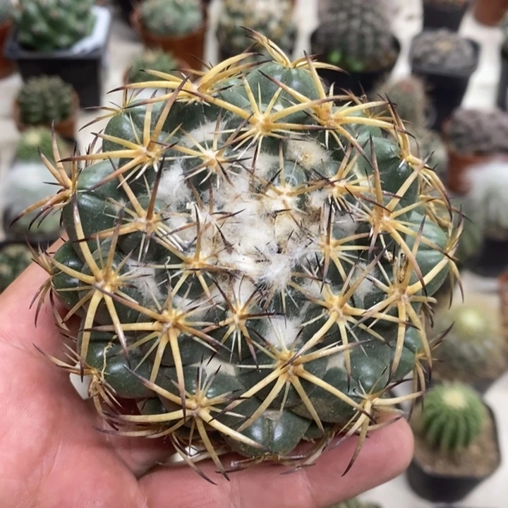 实生大号天丝象牙