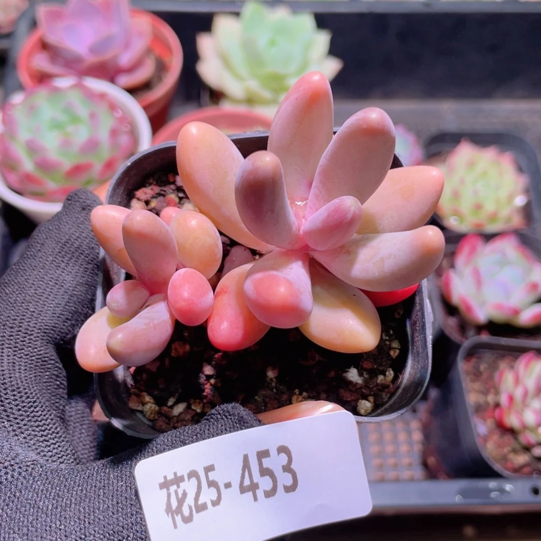 花利美25-453红手指