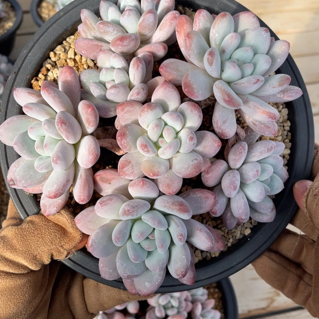 一物一拍不支持退换