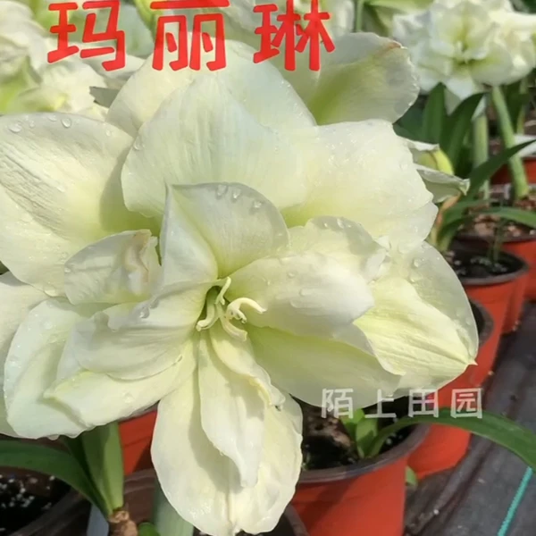 【玛丽琳】★重瓣朱顶红种球室内外盆栽阳台花卉