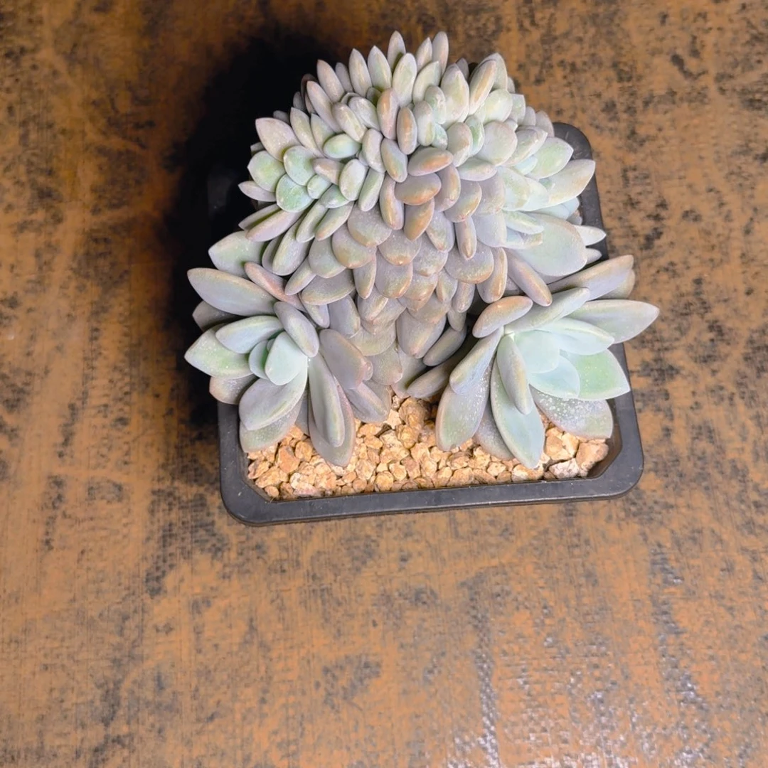 粉兔树11111111111多肉