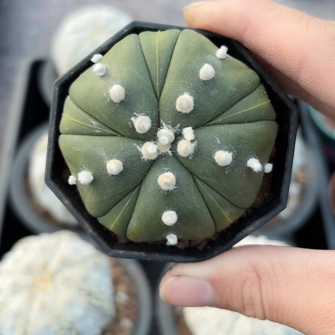 脱土发，保健康，一物一拍