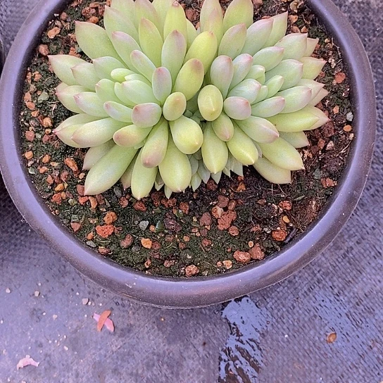 暮*岩字多肉植物