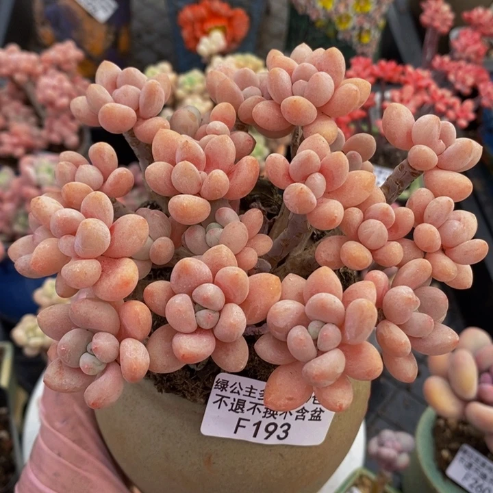 鱼子酱老桩11cm193多肉植物