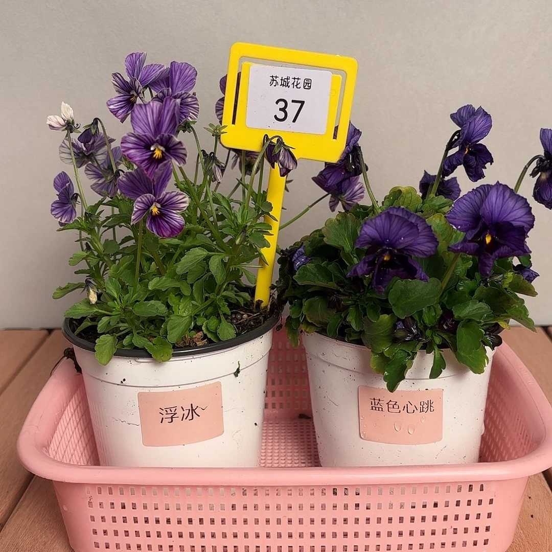 大部分开放少量花苞37