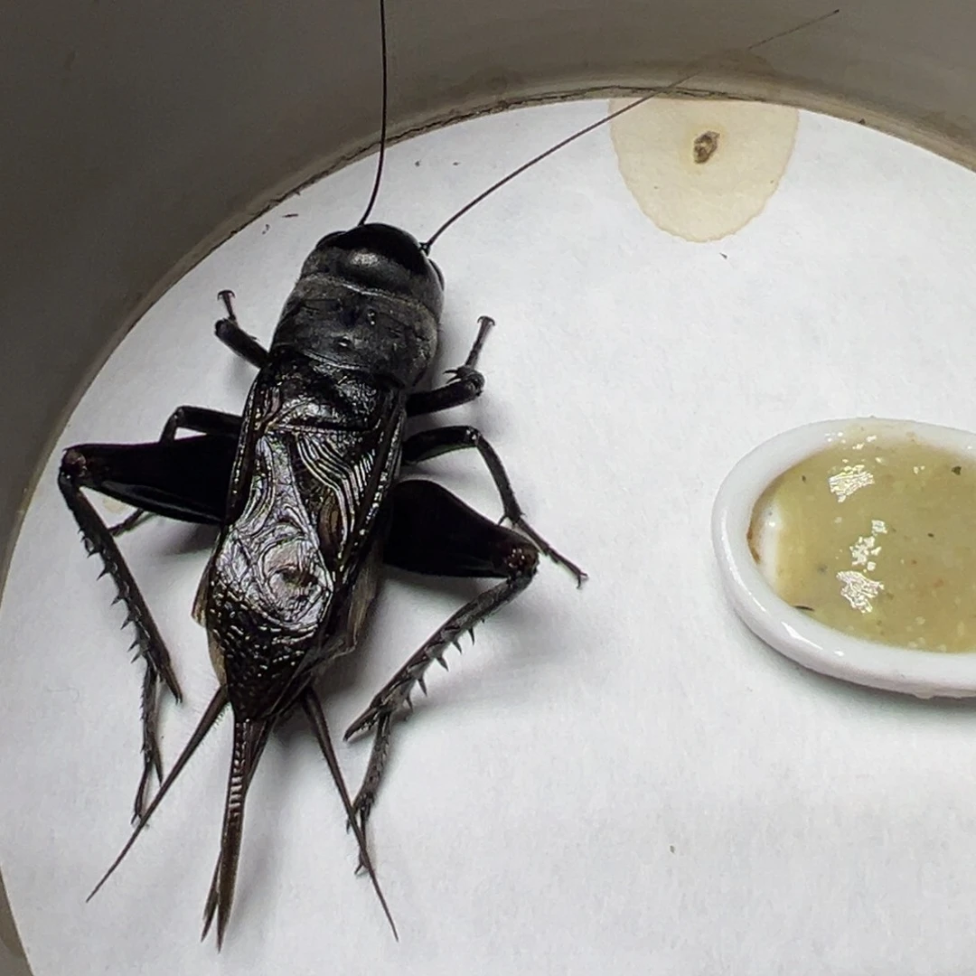 快乐人生黑葫芦模型