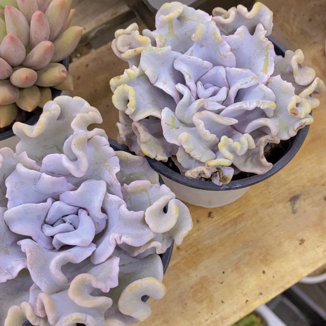 开心多肉炸最后一场直播，一单包邮