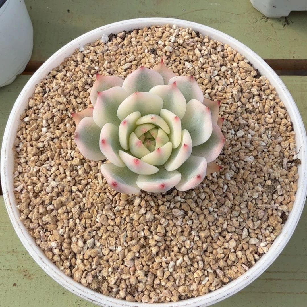 阿***啊吉娃娃锦双十二福利