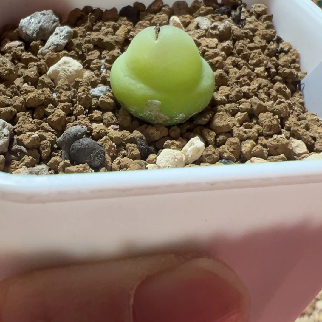 大葫芦肉锥，一颗包邮