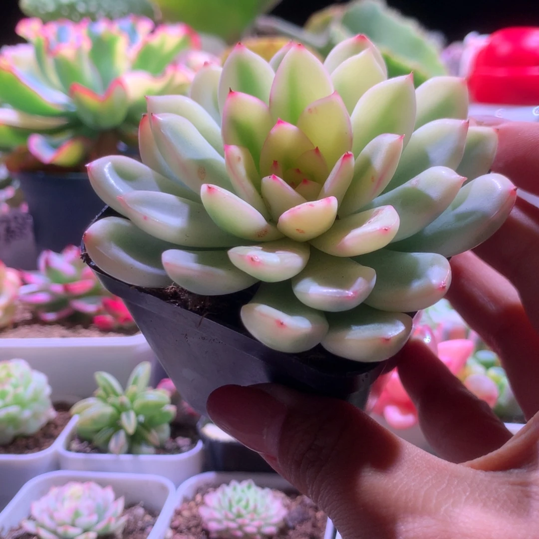 雨燕座覆轮锦有根