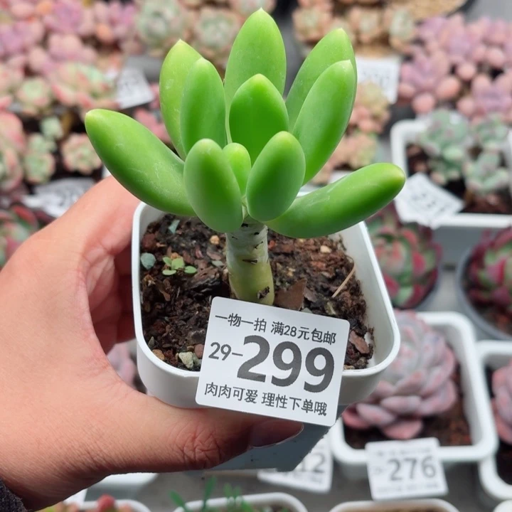 金蝉多肉多肉多肉植物多肉