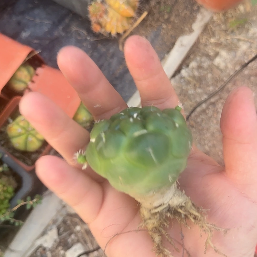 凡****无刺象牙仙人球专拍