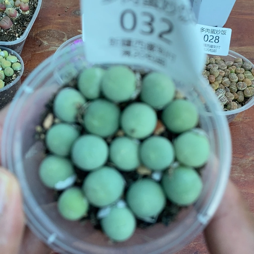 多肉蛋炒饭感谢您相伴032