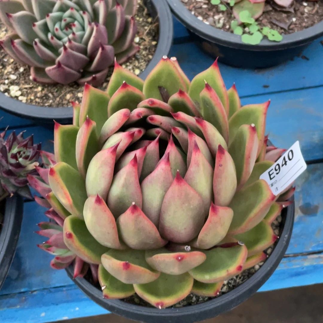 无花朵若如东云组拍E940