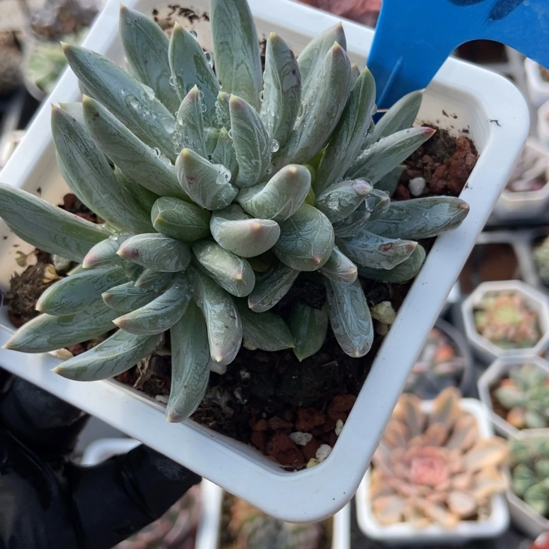 6161水晶蟹爪多肉植物多肉