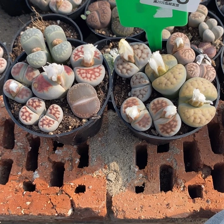 一***一生石花等植物的生长438