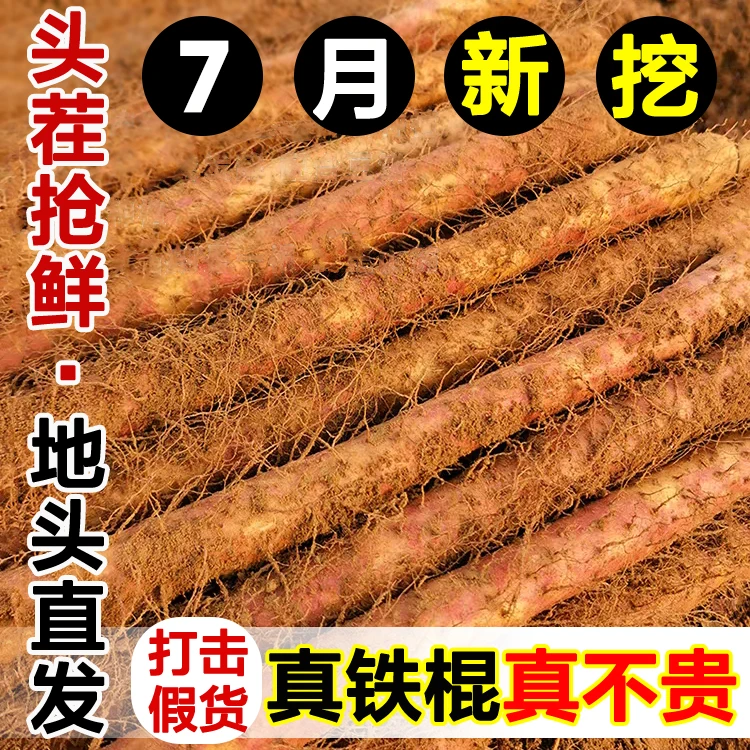 【特大果】河南焦作温县正宗铁棍山药新鲜现挖香甜粉糯营养滋补铁棍
