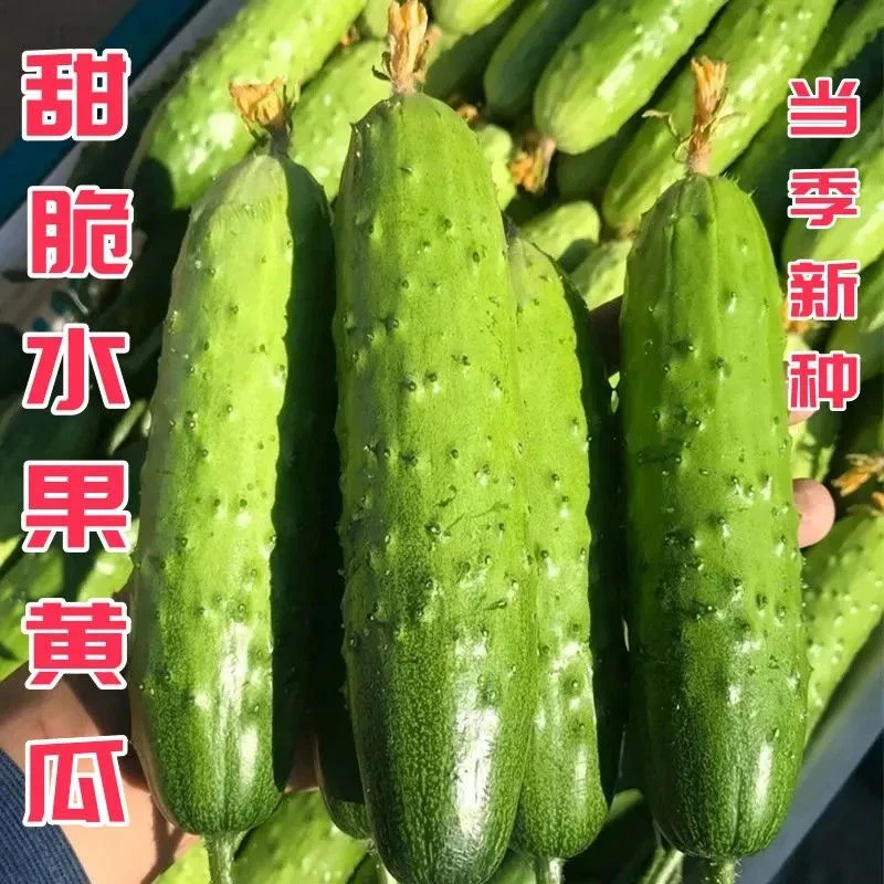 【唐山秋瓜黄瓜种子】黄瓜种子唐山秋瓜籽阳台秋黄瓜蔬菜种子叔叔