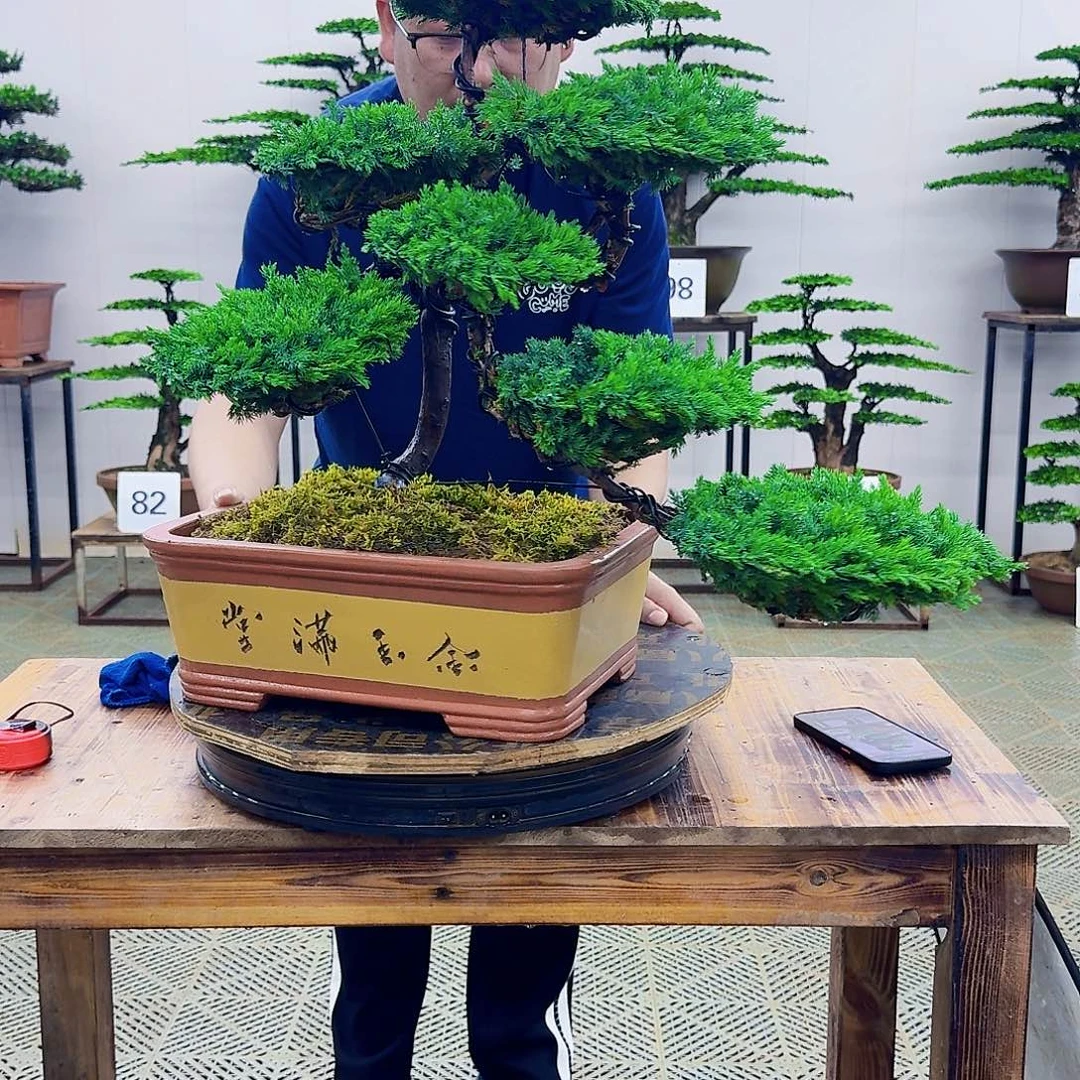 无花朵柏树造型盆景带盆