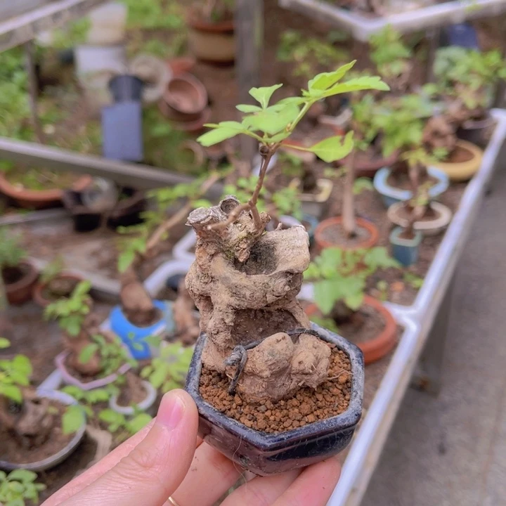 当前无花朵，栽培后可花朵