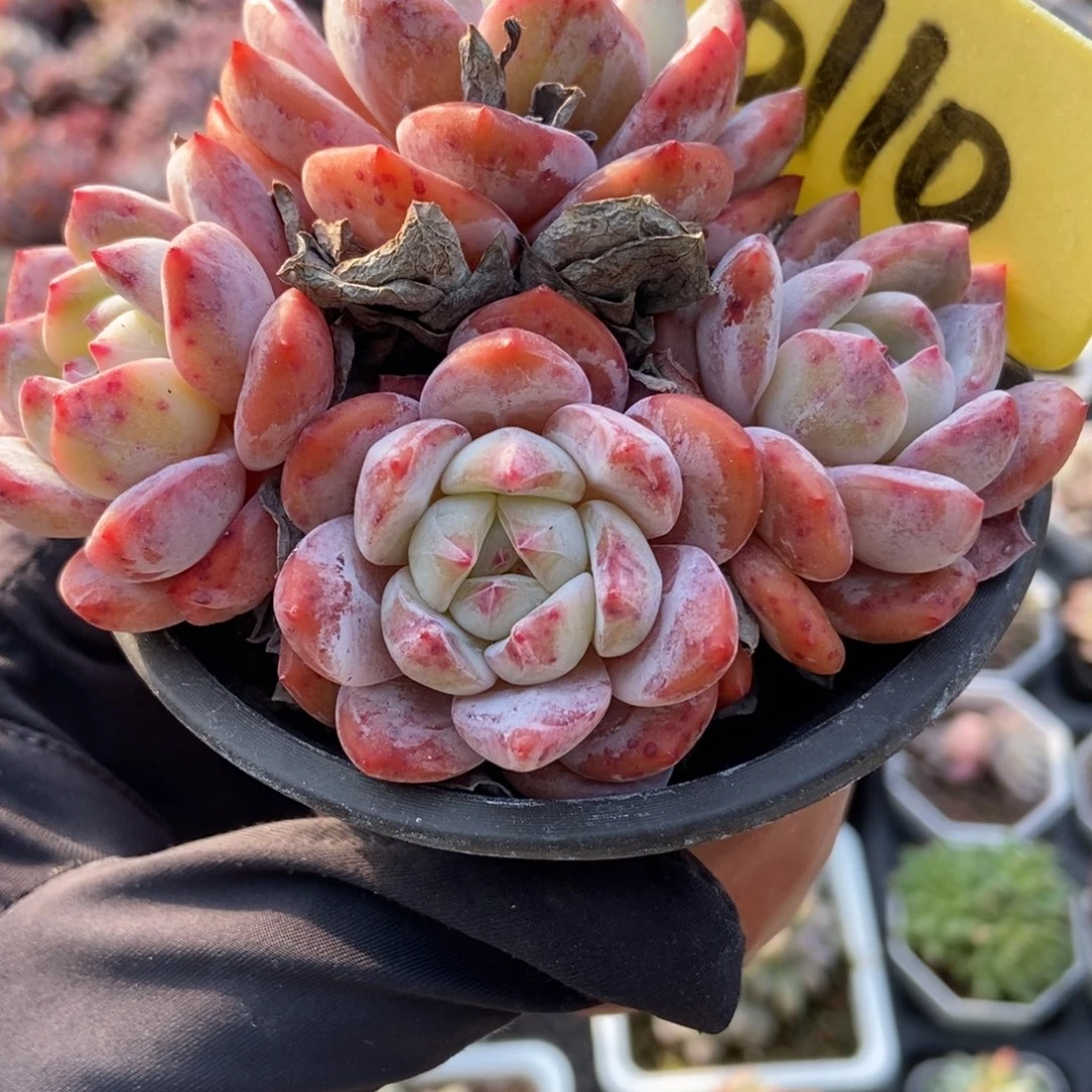 6110橙子多肉植物多肉