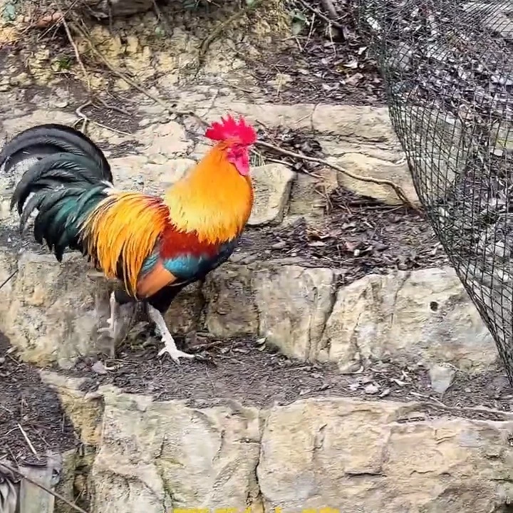 贵州黄金五彩放养土鸡包邮包活可拔毛生鲜发货