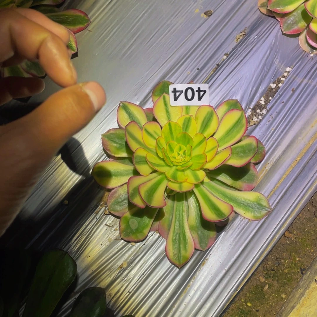 荔枝多肉植物多肉404