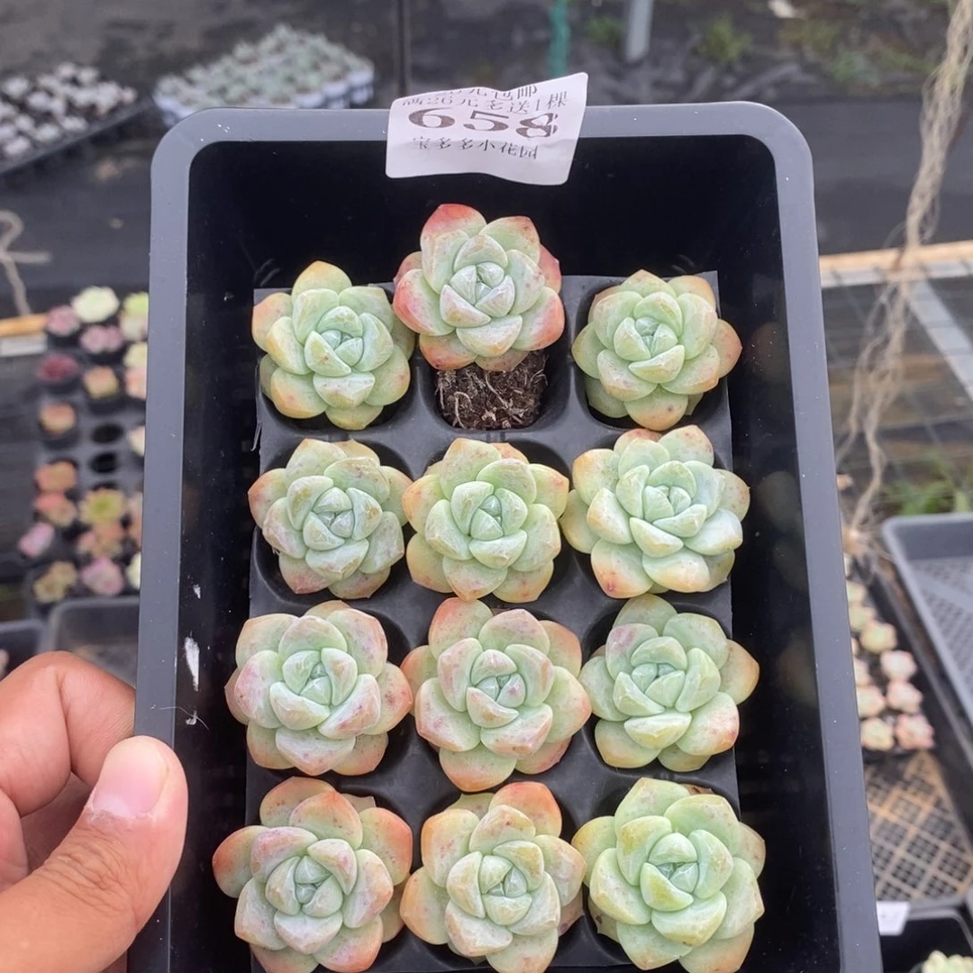 658号到手一筐一物一拍