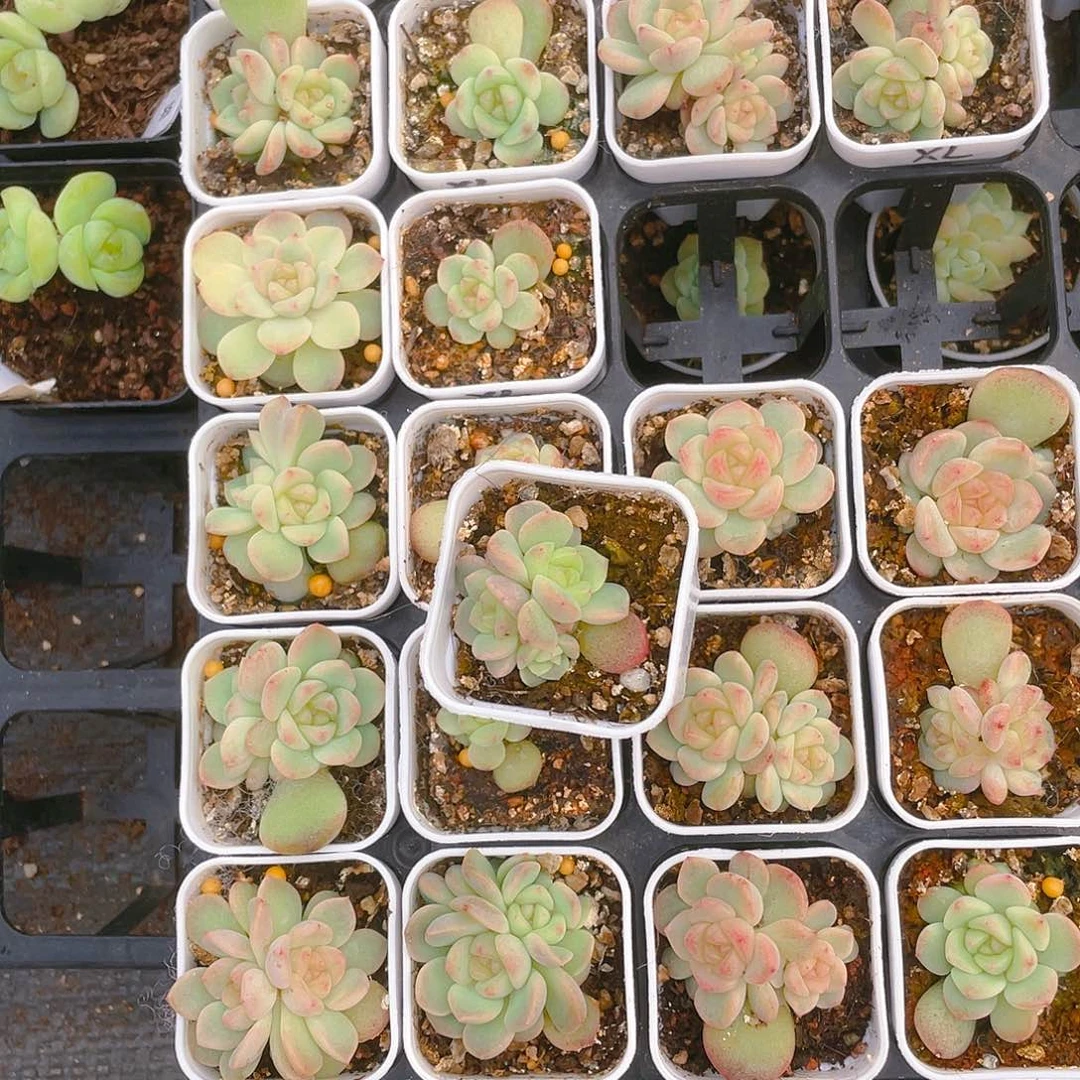 长***三头相柳中苗盆一个满25包邮