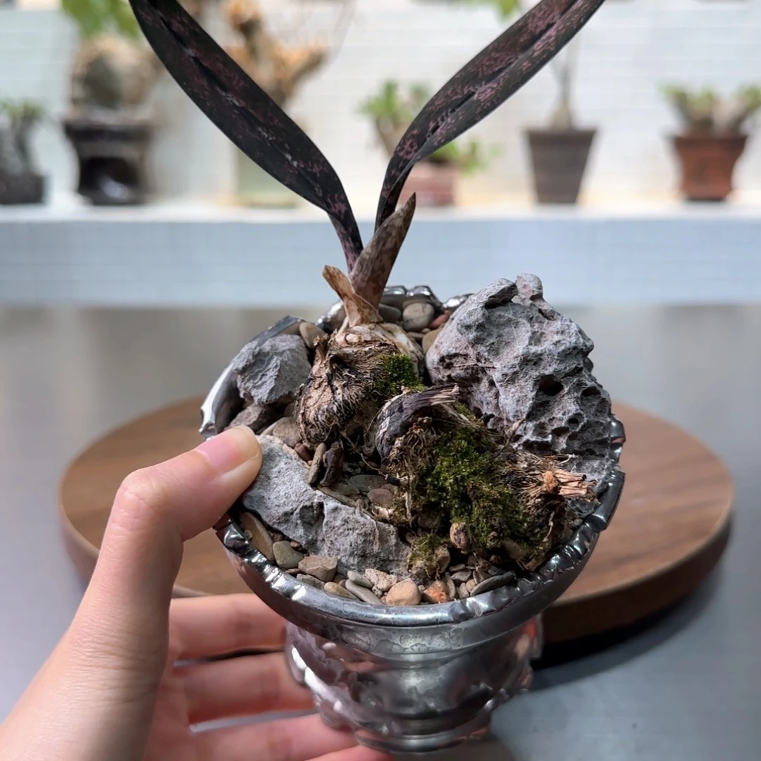 蛇皮兰一物一拍含盆
